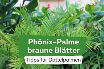 Phönix-Palme / Dattelpalme bekommt braune Blätter