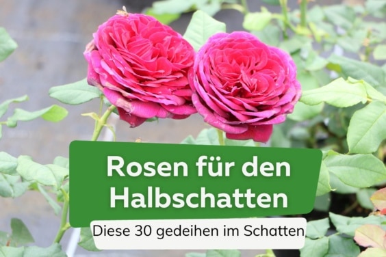 Rosen für Halbschatten und Schatten