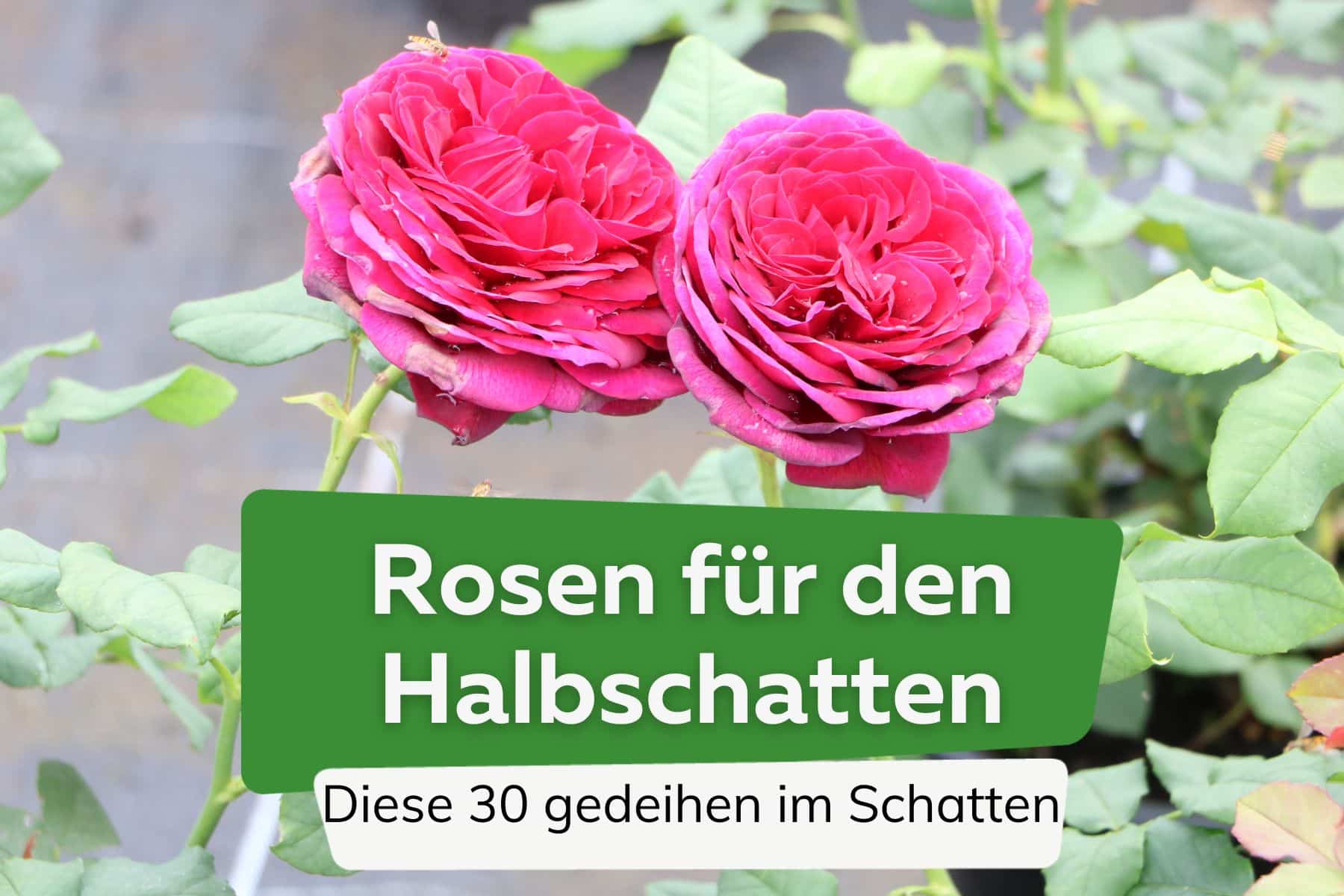 Rosen für Halbschatten und Schatten