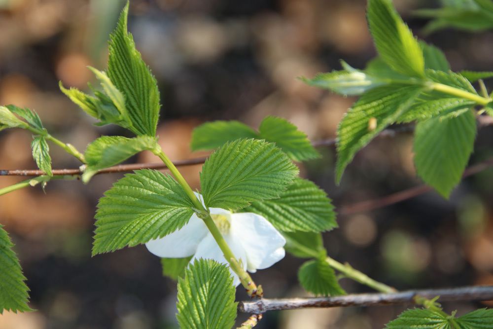 Rosenkerrie - Rhodotypos scandens