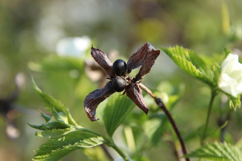 Früchte der Rosenkerrie