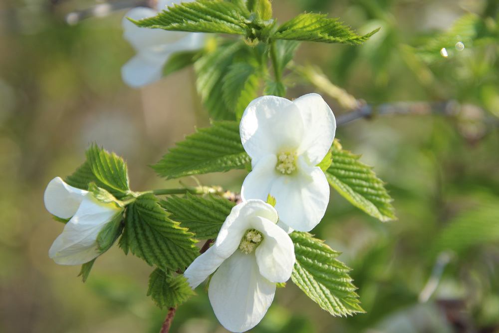 Rosenkerrie - Blüte