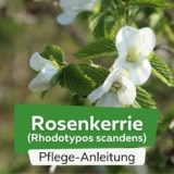 Rosenkerrie (Rhodotypos scandens)