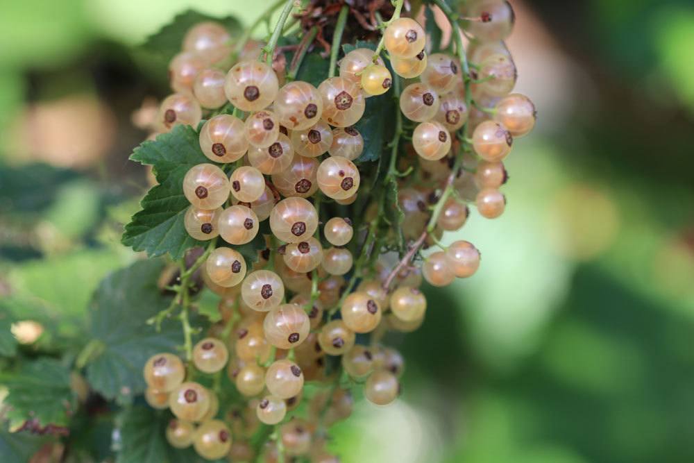 Rote Johannisbeere, Ribes rubrum, Beeren