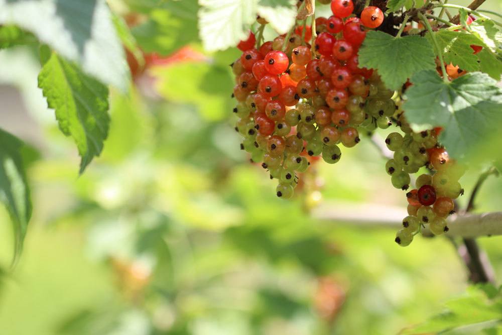 Rote Johannisbeere, Ribes rubrum