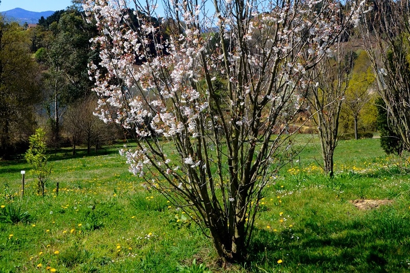 Säulenkirsche (Prunus serrulata 'Amanogawa')