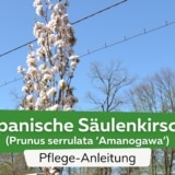 Japanische Säulenkirsche (Prunus serrulata 'Amanogawa')