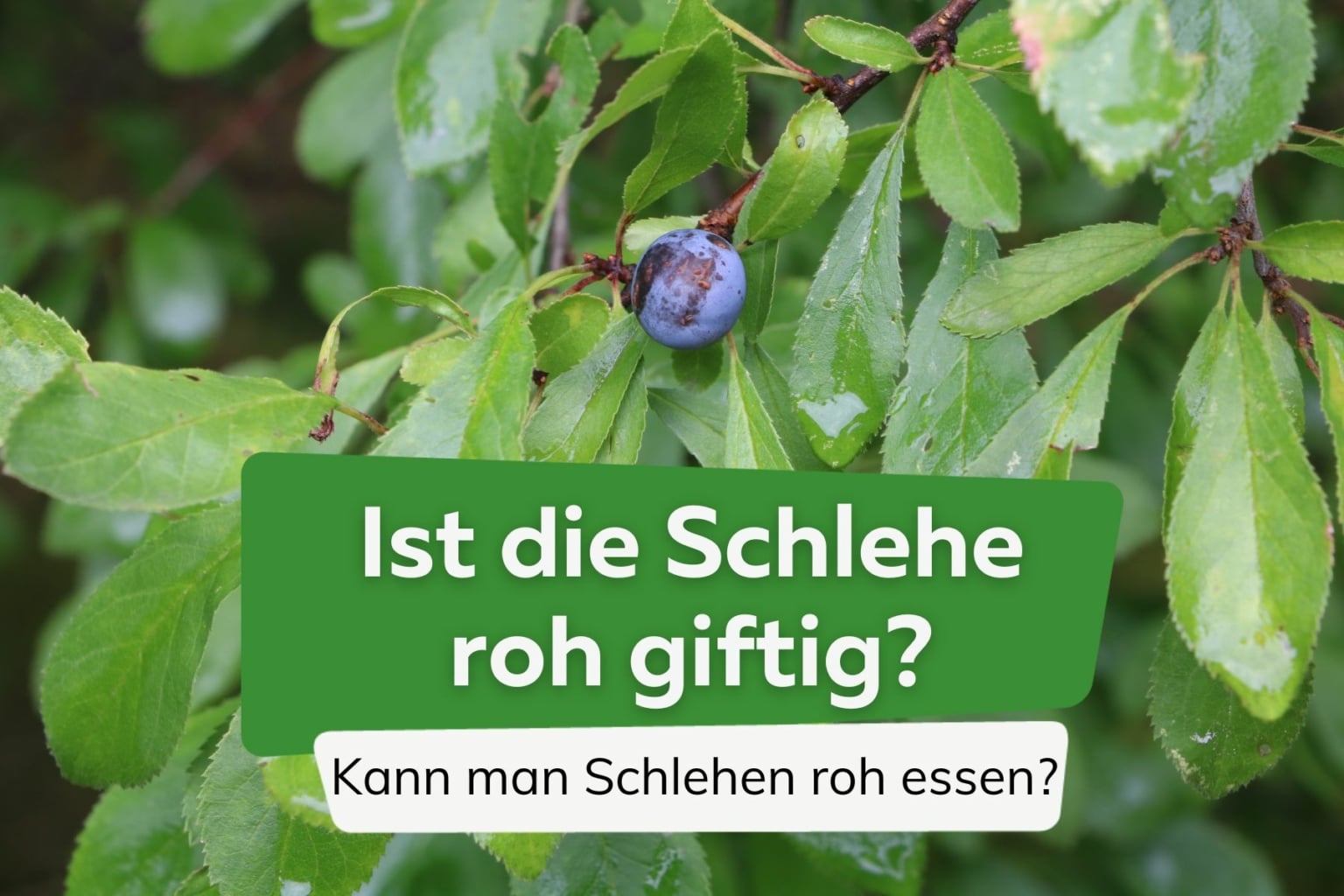 Ist die Schlehe roh giftig oder kann man sie essen?