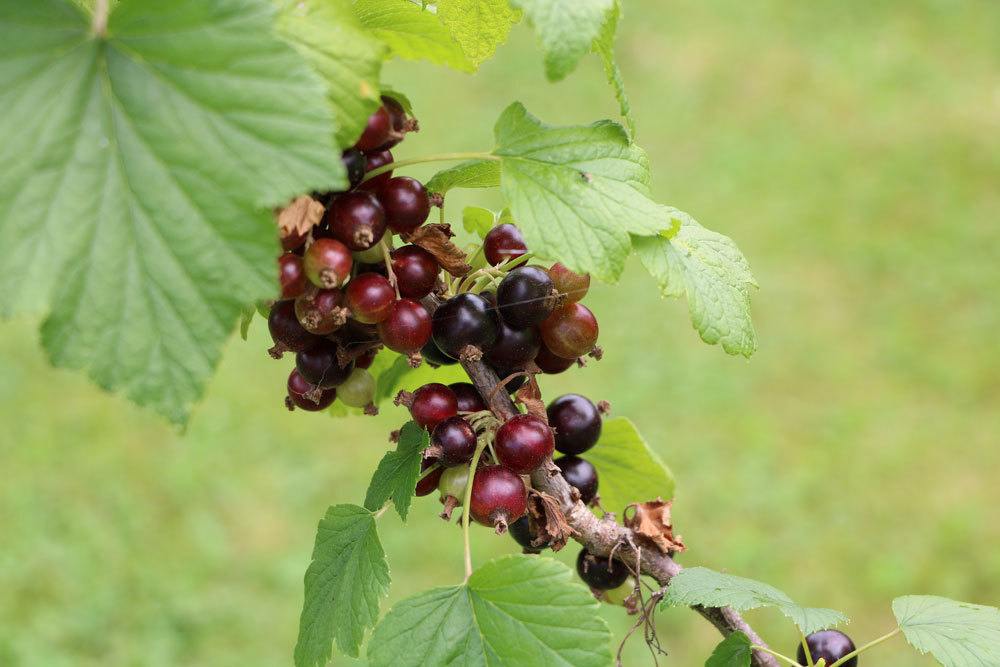 schwarze Johannisbeere, Ribes nigrum