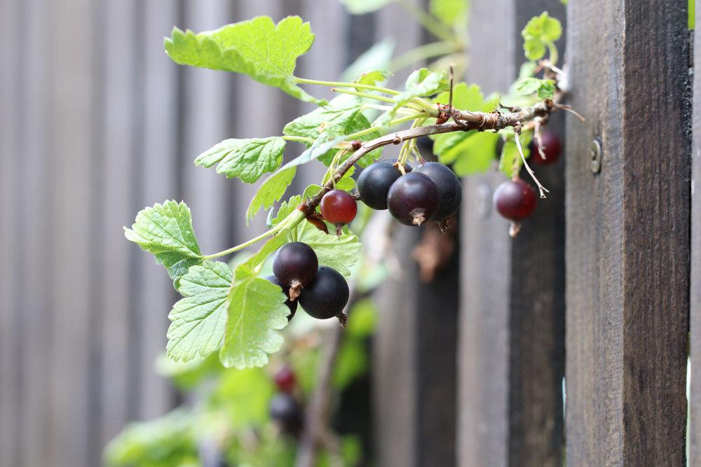 schwarze Johannisbeere, Ribes nigrum