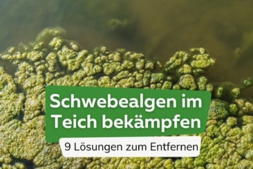 Schwebealgen im Teich bekämpfen