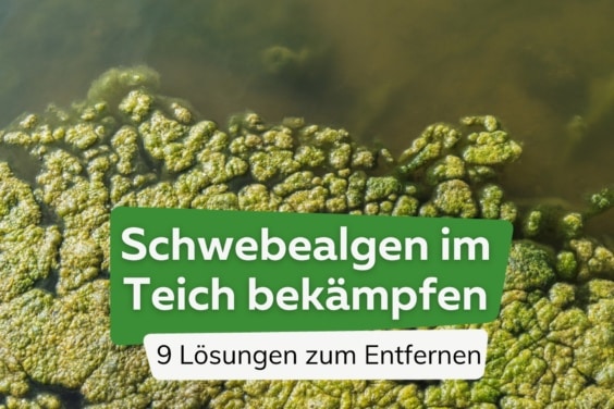 Schwebealgen im Teich bekämpfen