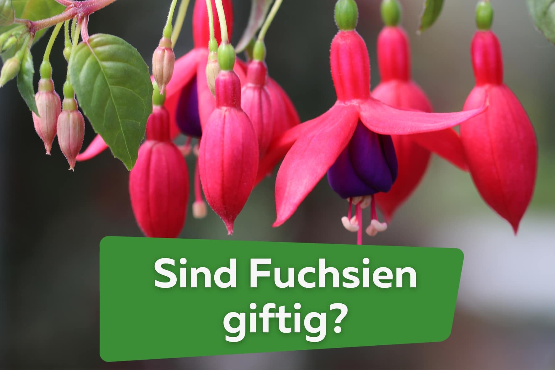 Sind Fuchsien giftig?