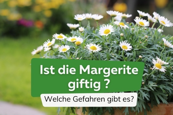 Sind Margeriten giftig?