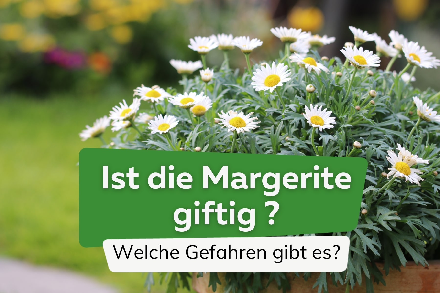 Ist die Margerite giftig? Gefahren für Kinder, Hunde und Katzen