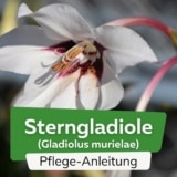 Sterngladiole (Gladiolus murielae)