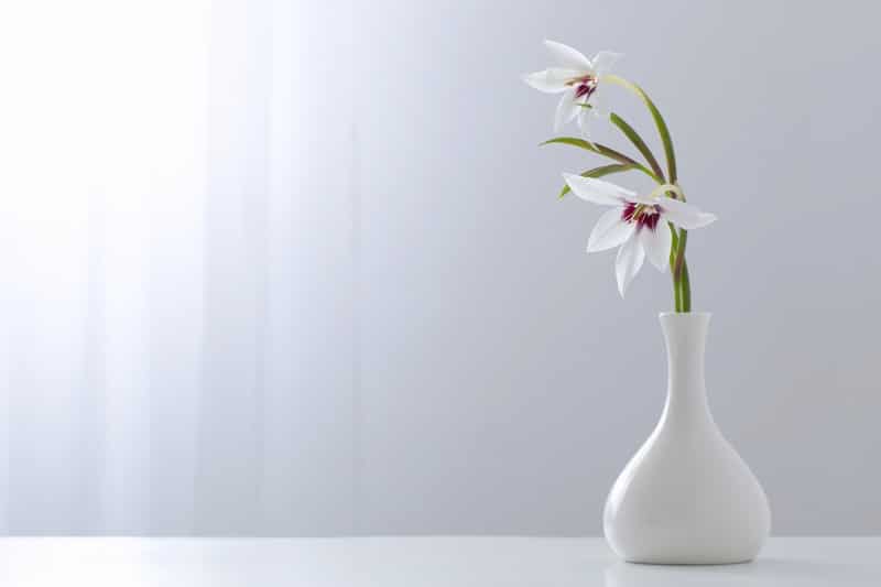 Sterngladiole in der Vase