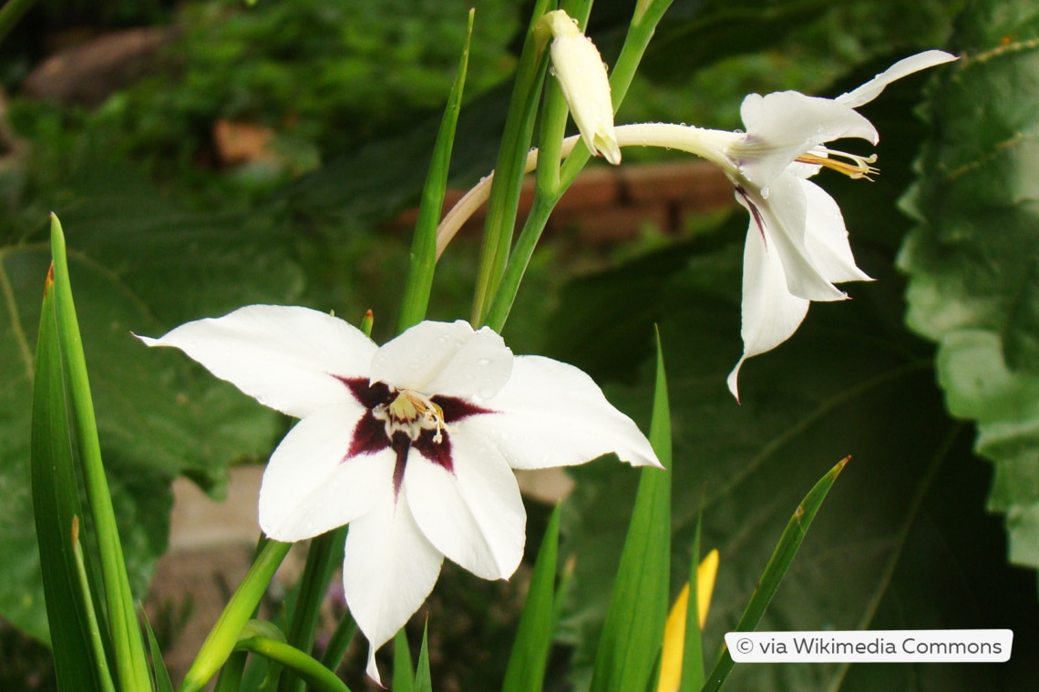 Sterngladiole (Gladiolus murielae)