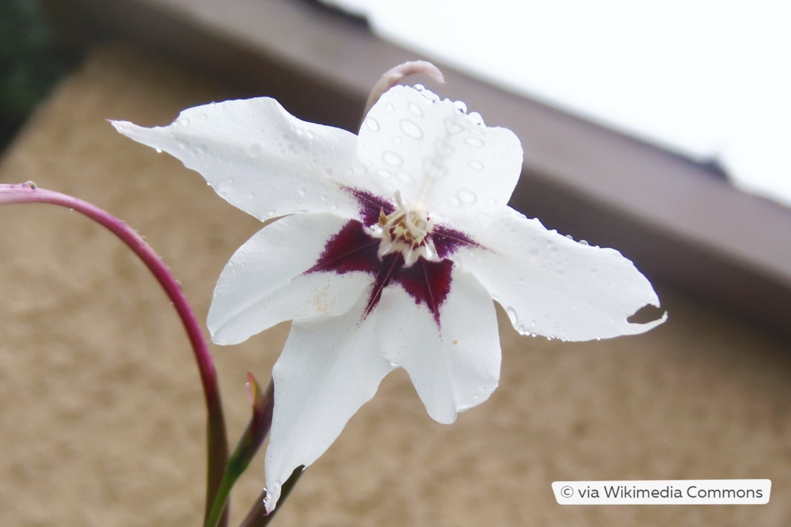 Nasse Sterngladiole