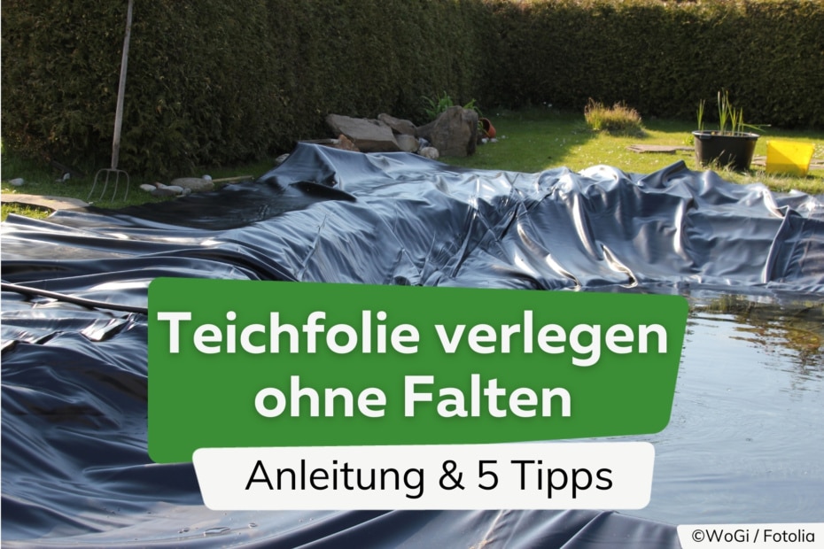 Teichwasser schäumt 5 Lösungen gegen Schaum auf dem Teich