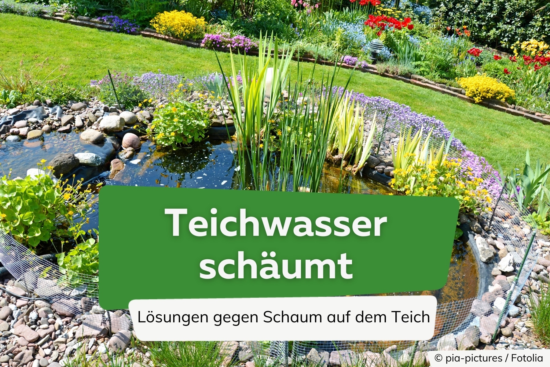 Teichwasser schäumt