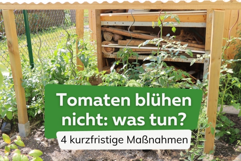 Tomaten blühen nicht: was tun?