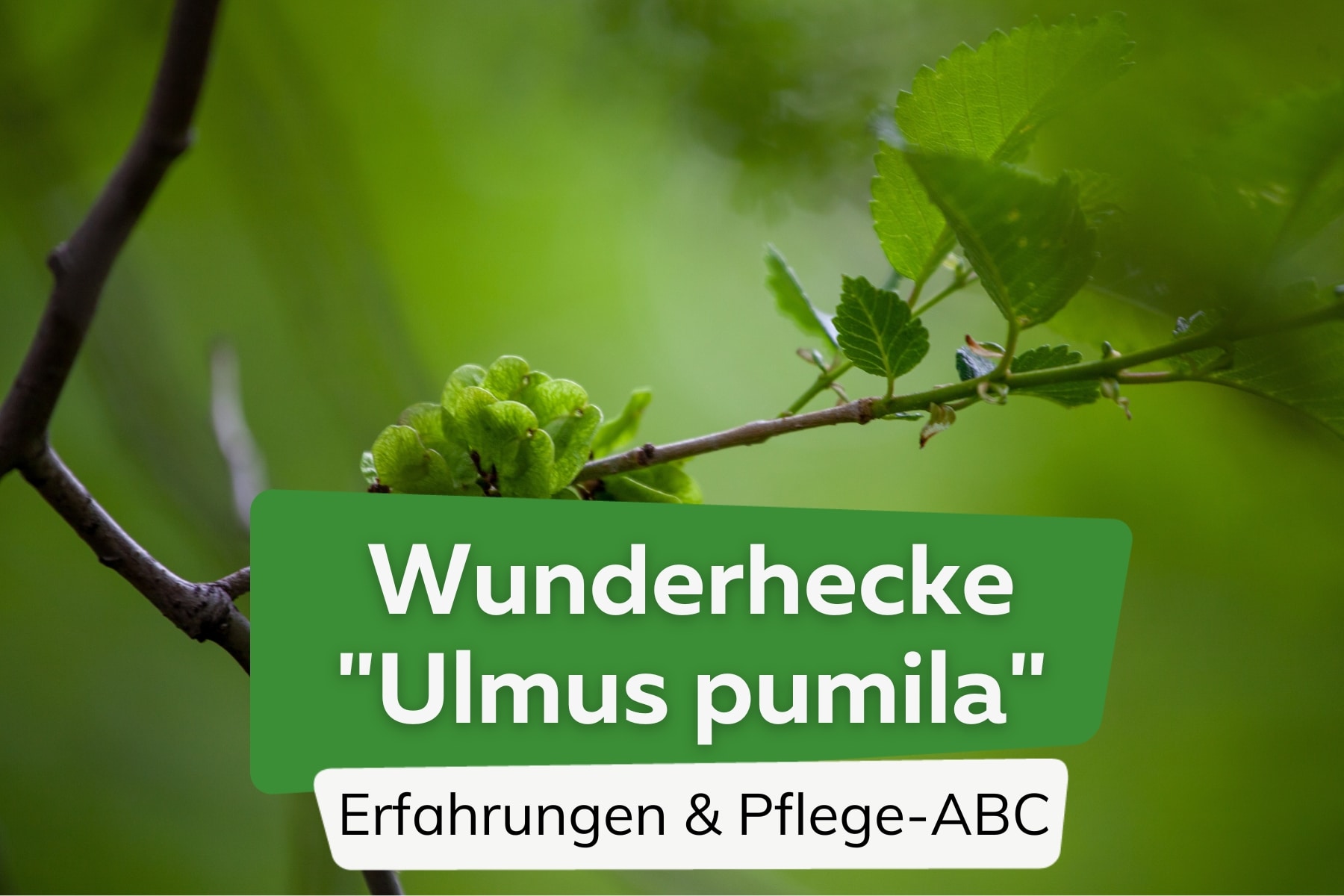 Wunderhecke "Ulmus pumila" - Sibirische Ulme