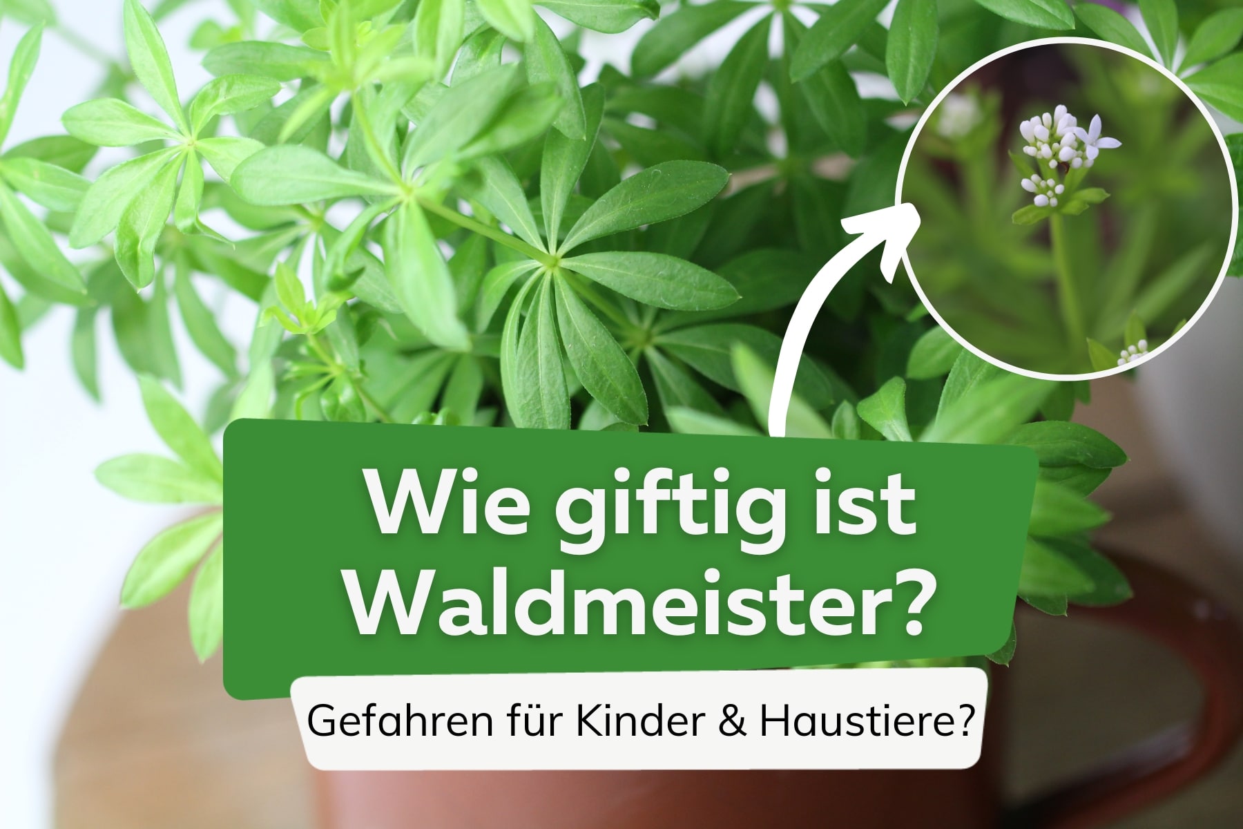 Ist Waldmeister giftig für Kinder und Haustiere?