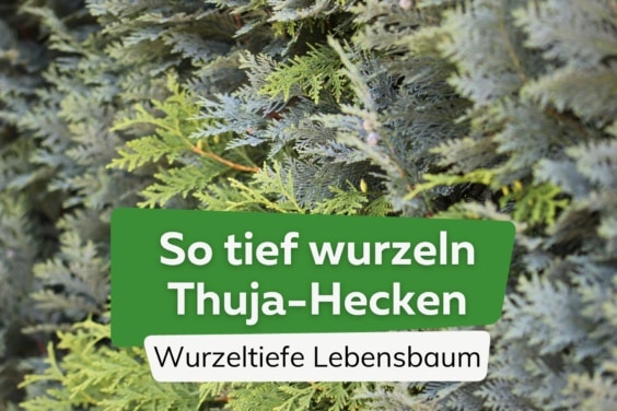 Wurzeltiefe Lebensbaum - Thuja Hecke