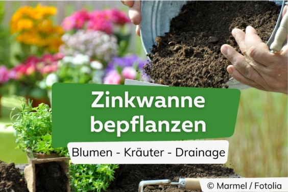 Zinkwanne bepflanzen