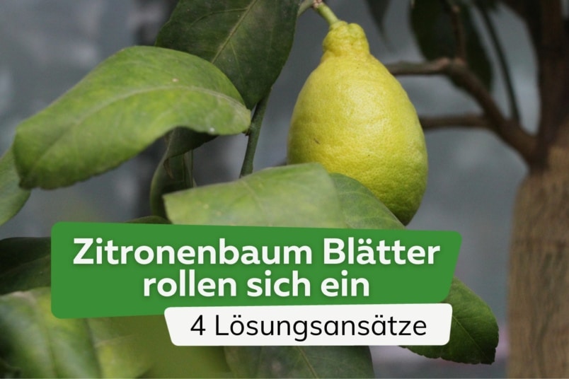 Zitronenbaum Blätter rollen sich ein: was tun? 4 Lösungsansätze