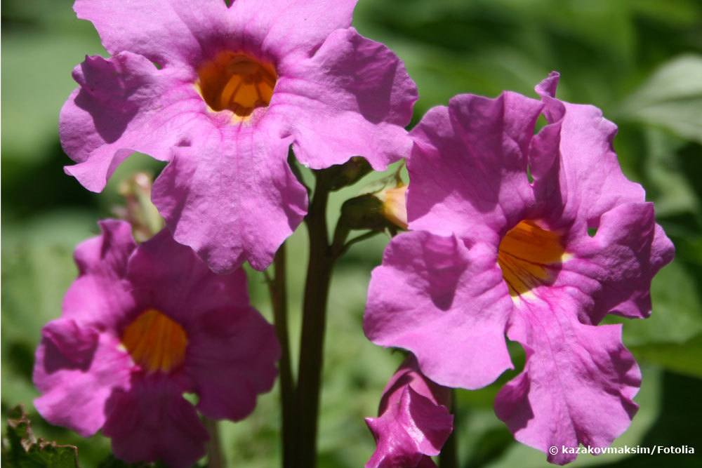 Incarvillea delavayi