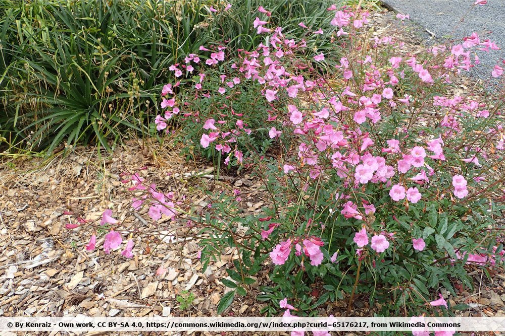 Incarvillea arguta 