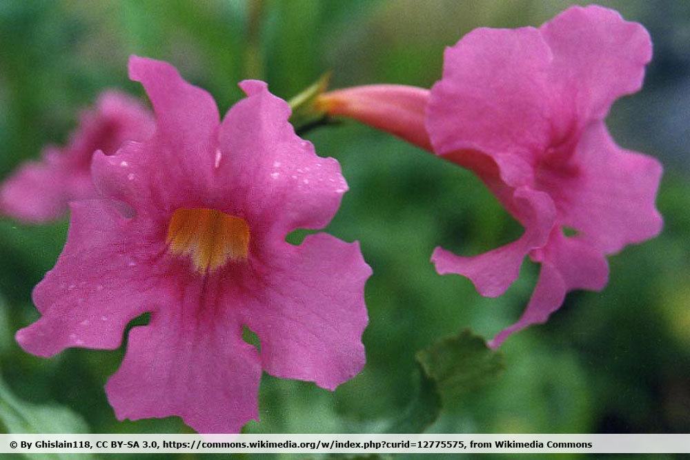 Gartengloxinie, Incarvillea delavayi