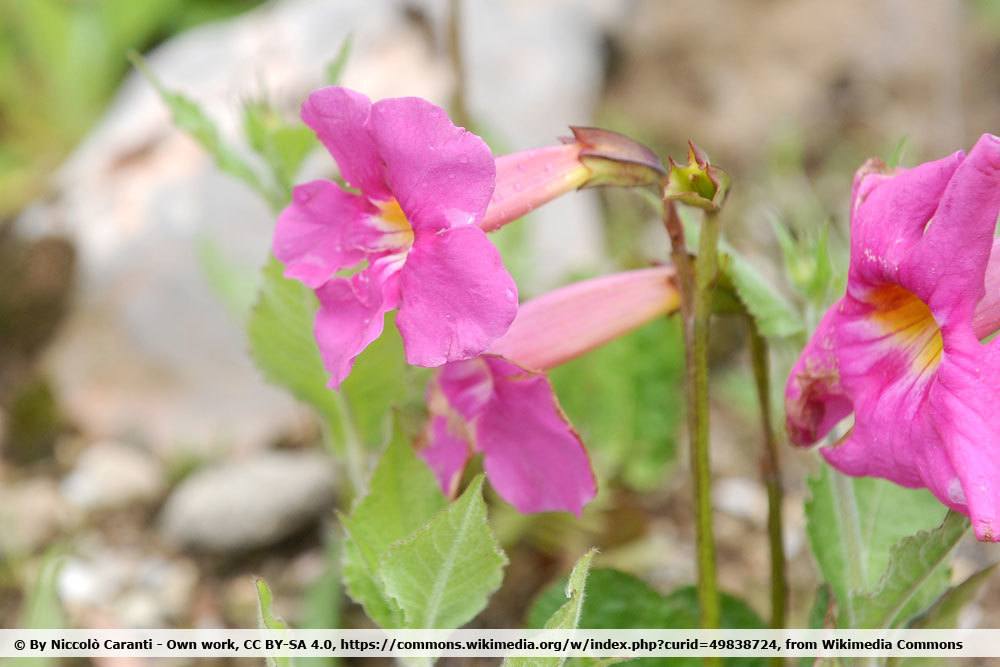 Incarvillea mairei 