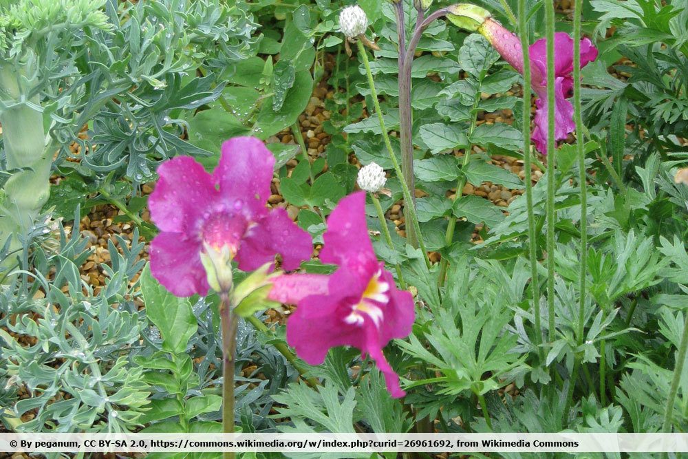 Incarvillea zhongdianensis