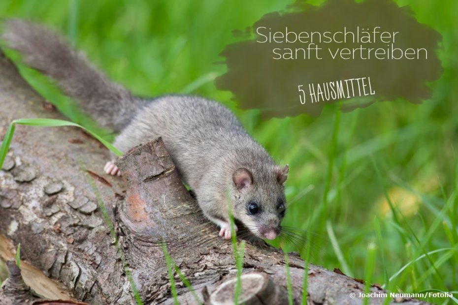 Siebenschl fer Sanft Vertreiben 5 Wirksame Hausmittel siebenschl-fer-sanft-vertreiben-5-wirksame-hausmittel