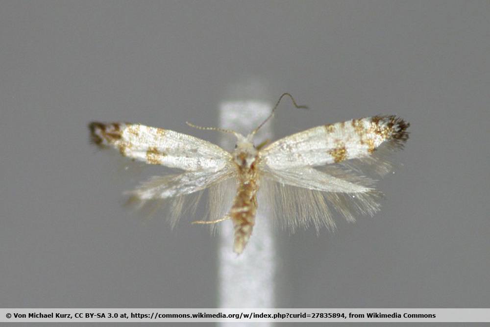 Thuja Miniermotte. Argyresthia thuiella