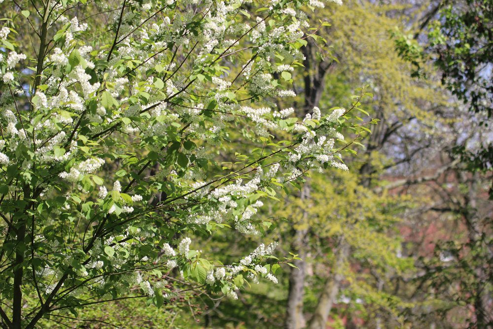 Traubenkirsche, Prunus padus