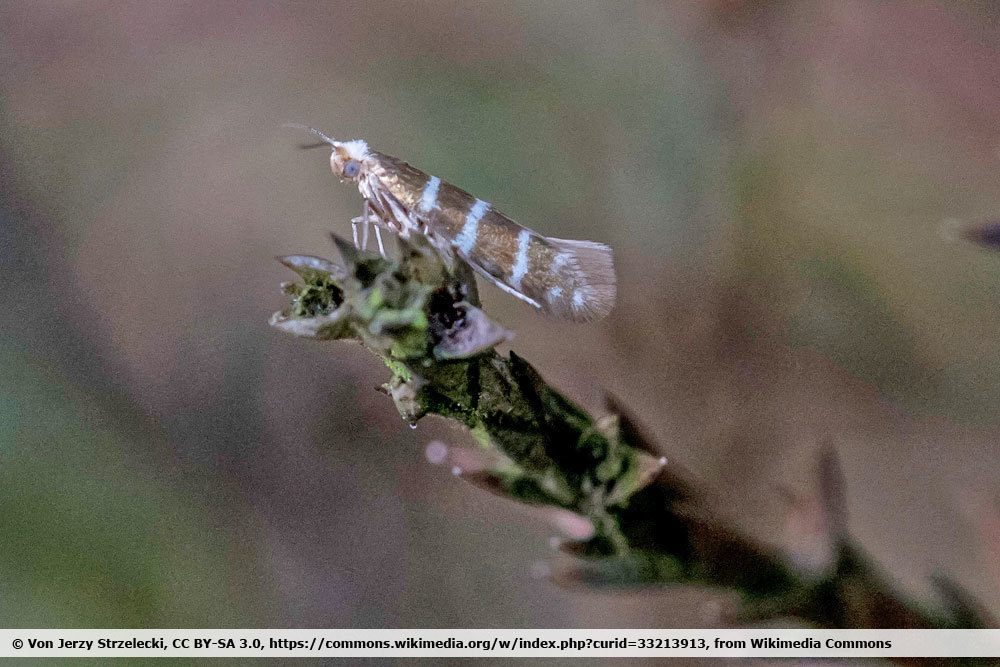 Wacholderminiermotte, Argyresthia trifasciata