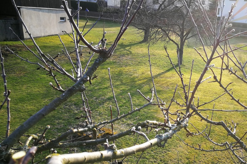 Wassertriebe am Apfelbaum identifizieren