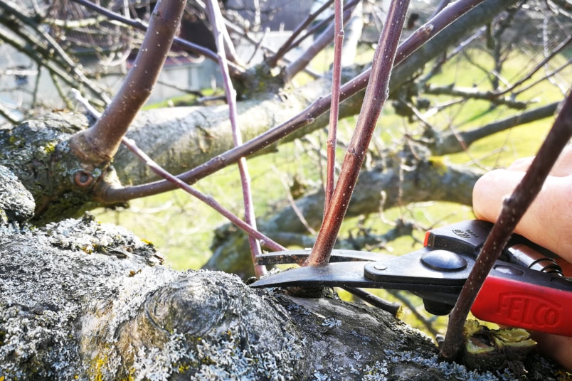 Wassertriebe am Apfelbaum schneiden