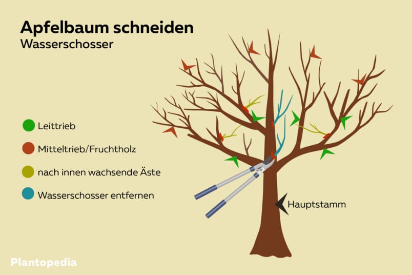 Wassertriebe am Apfelbaum schneiden