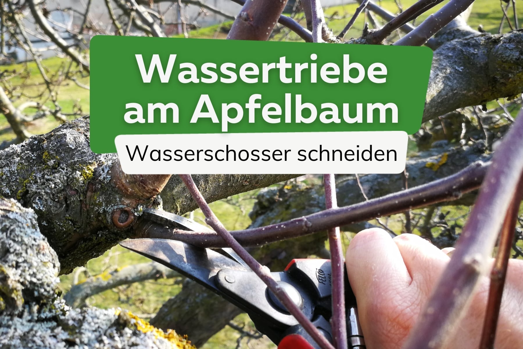 Wassertriebe am Apfelbaum schneiden