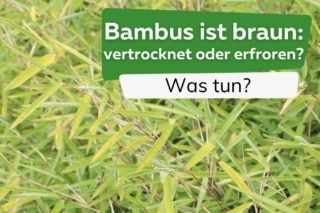Bambus ist braun: ist er vertrocknet oder erfroren? Was tun?