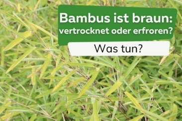 Bambus-Blätter sind braun