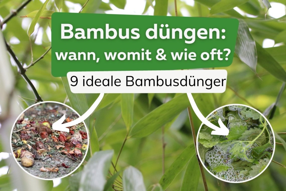 Bambus düngen wann, womit und wie oft? 9 ideale Bambusdünger