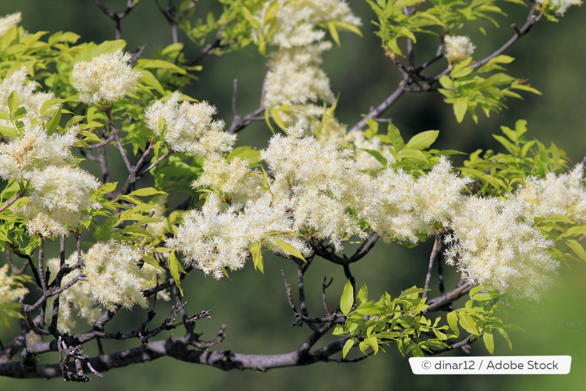 Blüten der Blumenesche (Fraxinus ornus)