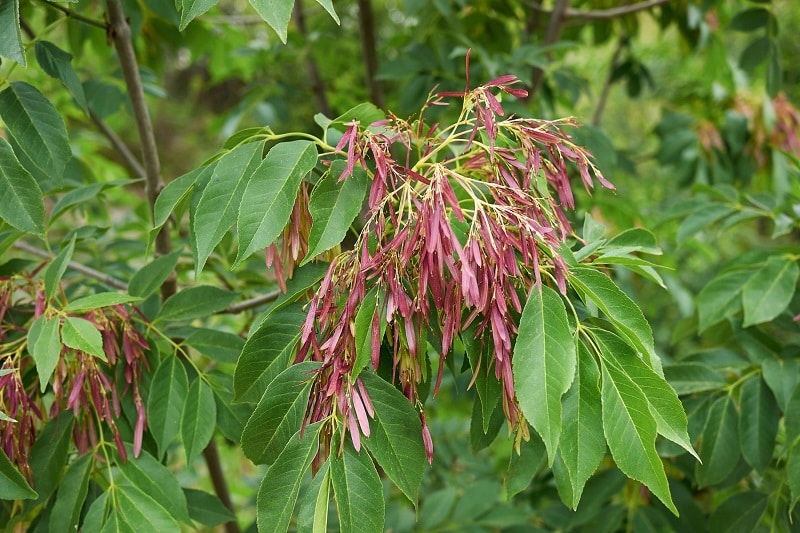 Früchte der Blumenesche