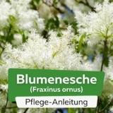 Blumenesche (Fraxinus ornus)